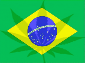 brasilmarihuancacannabis24h