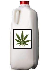marijuanamilk
