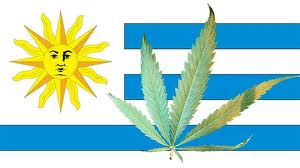 uruguaycannabis
