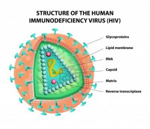 15819881-estructura-del-virus-del-sida