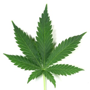 Cannabis-hbtv