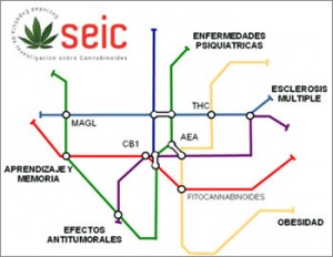 UCM_cannabis