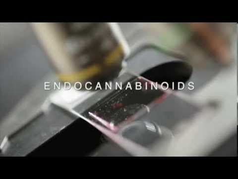 La marihuana crearía el «suicidio» de las células cancerígenas