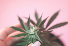 Descubre Cómo el Cannabis Puede Mejorar tu Sueño y Descanso Nocturno beneficios sueño y cannabis