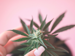 Descubre Cómo el Cannabis Puede Mejorar tu Sueño y Descanso Nocturno beneficios sueño y cannabis