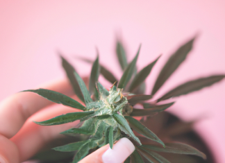 Descubre Cómo el Cannabis Puede Mejorar tu Sueño y Descanso Nocturno beneficios sueño y cannabis