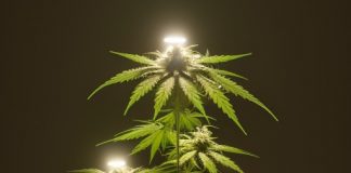 Optimizando el Cultivo de Cannabis: Guía de PPFD con LEDs en Todas las Etapas