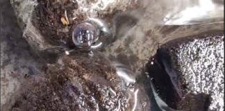 Esquejes, hormonas de enraizamiento y jiffys: la clave para multiplicar tus plantas Jiffys hidratándose en agua