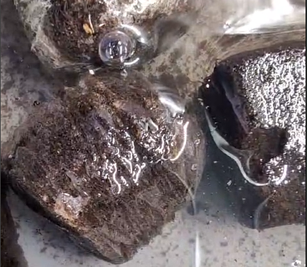 Esquejes, hormonas de enraizamiento y jiffys: la clave para multiplicar tus plantas Jiffys hidratándose en agua