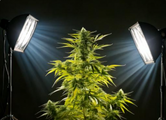 Ilumina y fotografía tus plantas de cannabis como un profesional con este kit de iluminación