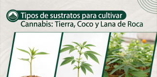 Tipos de Sustratos para Cultivar Cannabis: Tierra, Coco y Lana de Roca Tipos sustratos para cultivo de cannabis