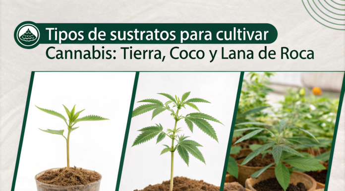 Tipos de Sustratos para Cultivar Cannabis: Tierra, Coco y Lana de Roca Tipos sustratos para cultivo de cannabis