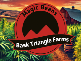 Descubre Bask Triangle Farms: Innovación y Excelencia en Semillas de Cannabis Bask Triangle Farms Seeds
