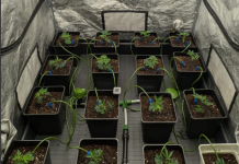 Cómo empezar tu cultivo indoor después del calor de verano: clones, Mykos, PPFD y riego automático Netadrip Cultivo interior