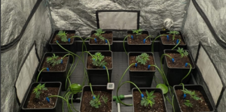 Cómo empezar tu cultivo indoor después del calor de verano: clones, Mykos, PPFD y riego automático Netadrip Cultivo interior