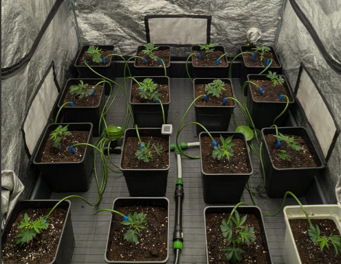 Cómo empezar tu cultivo indoor después del calor de verano: clones, Mykos, PPFD y riego automático Netadrip Cultivo interior